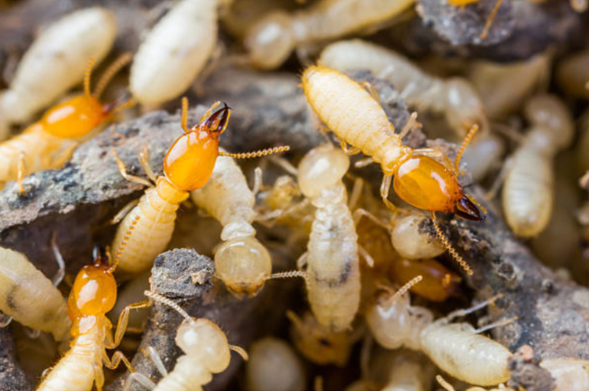 Whats lurking in your attic? OCEANIC PEST CONTROL