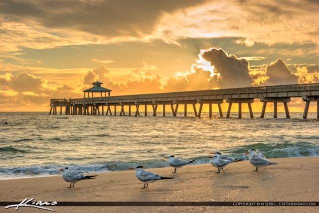 Florida Terns along the Beach at Deerfield Beach Florida