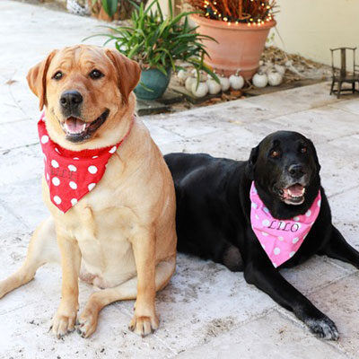 dogs dogs